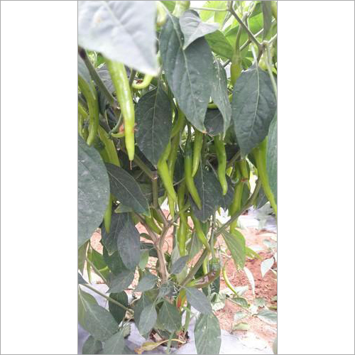 Hybrid Chilli 43