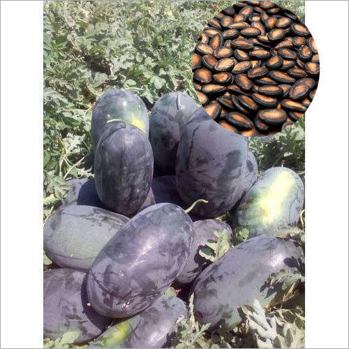 Open Field Shabari F1 Hybrid Watermelon Seeds