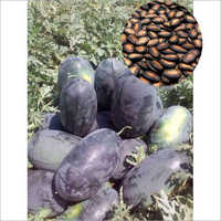 Open Field Shabari F1 Hybrid Watermelon Seeds