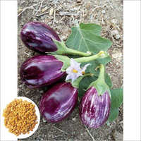 Hybrid Brinjal Taruni Seeds