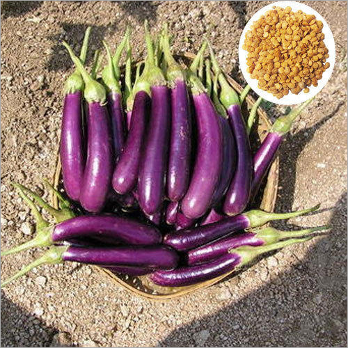 Open Field Hybrid Oblong Brinjal Seeds