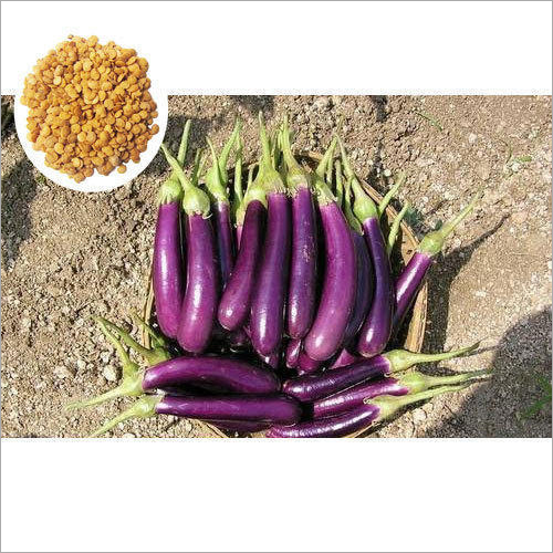 Durga Hybrid Brinjal Seeds