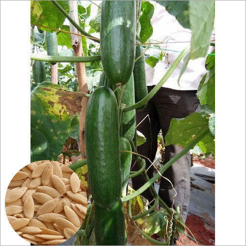 Hybrid Green Cucumber Seed