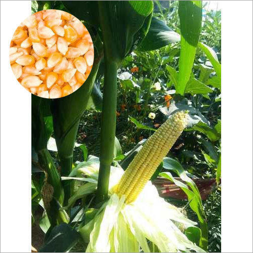 Hybrid Sweet corn Seeds