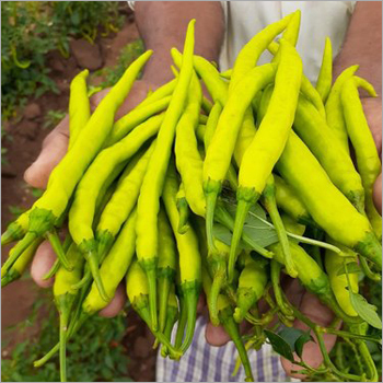 Uma Hybrid Chilli Seeds
