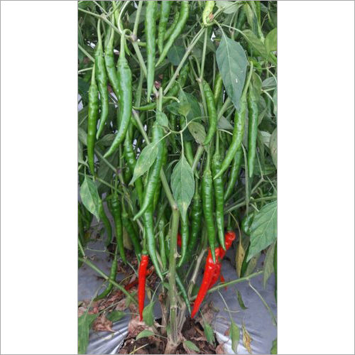 Hybrid Chilli Devi Delux Seed