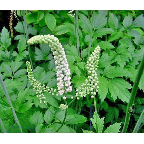 Black Cohosh Extract