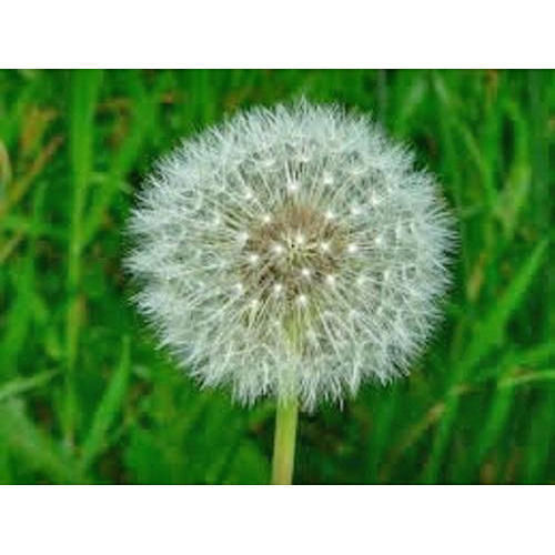 Dandelion Extract