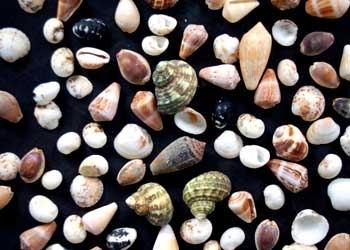 Natural Small and Big Size Mix Seashell for Handicraft and Aquarium