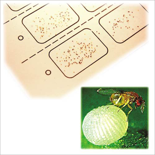 Biotrik Card Bio Fungicides