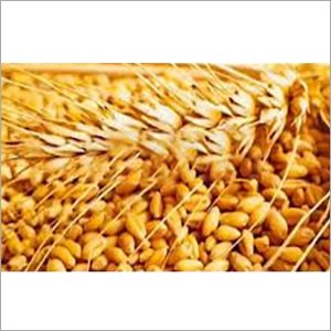 Brown Vidhyanjali Organic Wheat Grain