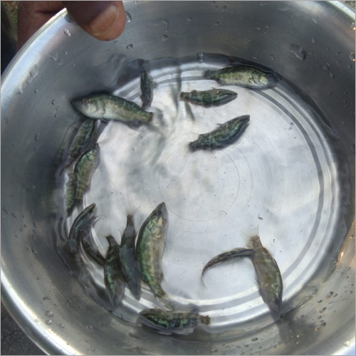 Sebass Vetki Fish Seed