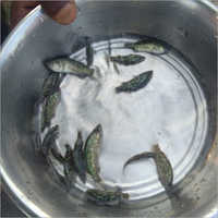 Sebass Vetki Fish Seed