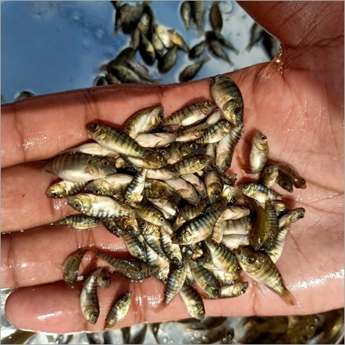 Monosex Tilapia Fish Seed