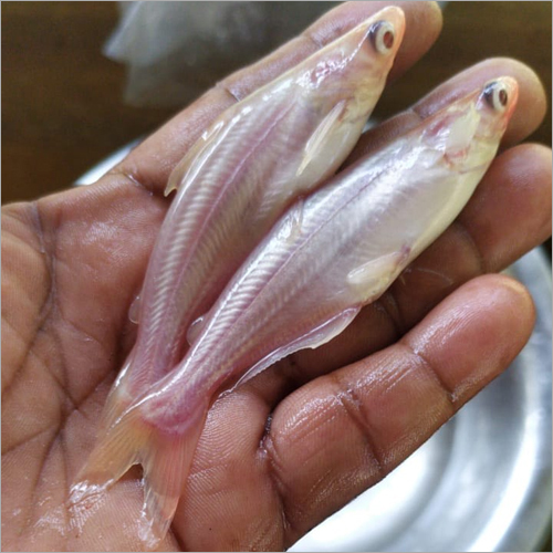 Albino Tiger Shark Fish Seed