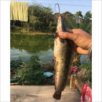 Magur Fish Seed
