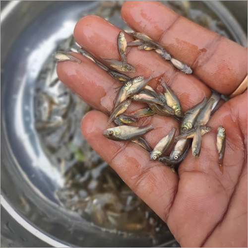 Common Carp Fish Seed