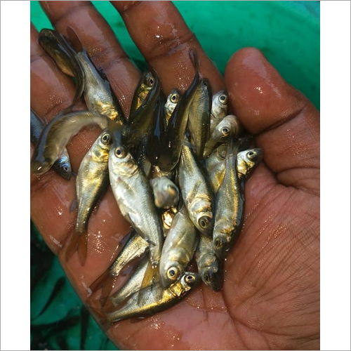 Bighead Fish Seed