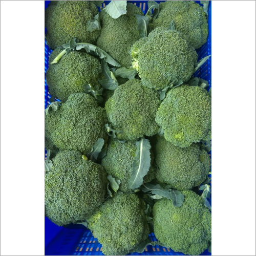 Fresh Broccoli - Organic, Natural Shape | Fresh Style for Global Food Export Markets