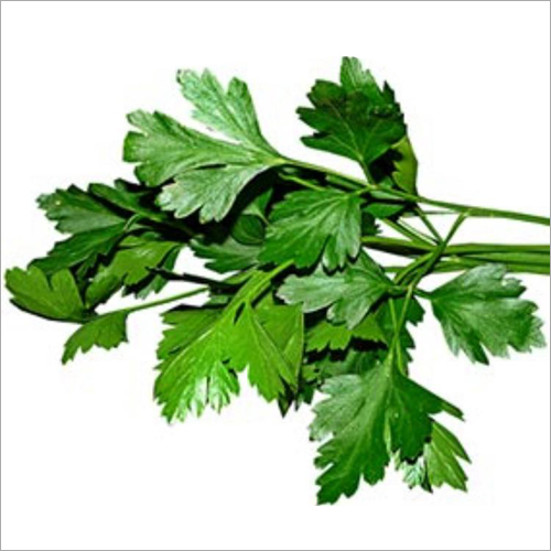Fresh Coriander Leaves - Organic, Natural Shape | Versatile for Vegetables and Pulses, Easy to Store in Airtight Container