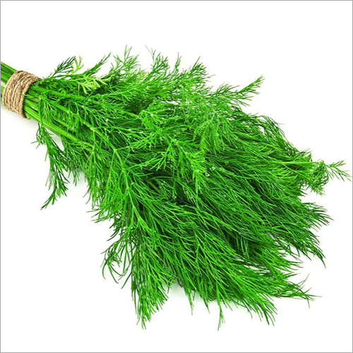 Dwarf Fernleaf - Organic Fresh, Natural Shape | Ideal for Food Export Market, Versatile for Culinary Uses Worldwide