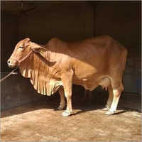 Vaca Indian de Sahiwal