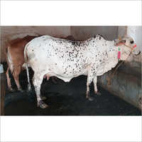 Vaca de Rathi