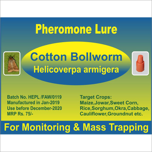 Helicoverpa armigera - Cotton Bollworm