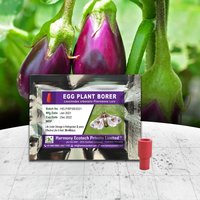 Egg Plant Borer