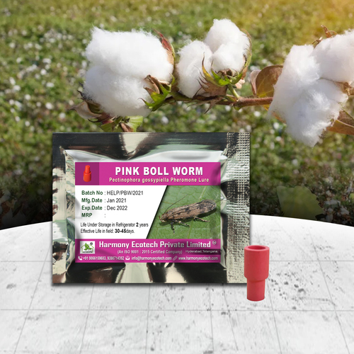 Pectinophora gossypiella - Pink Bollworm