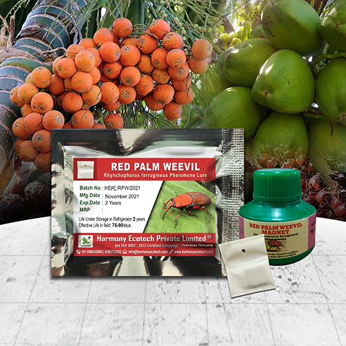 Rhynchophorus ferrugineus - Red Palm Weevil