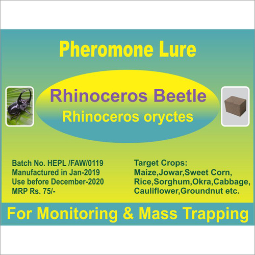 Rhinoceros oryctes - Rhino Beetle