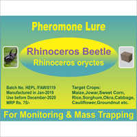 Rhinoceros oryctes - Rhino Beetle