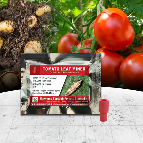 Tuta Absoluta - Tomato Leaf Miner - Type: Pesticides