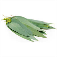 Eucalyptus Leaves - Organic, Herbal | Cleaned & Dried, Ideal For Aromatherapy And Traditional Uses, Packaged In Safe Pack
