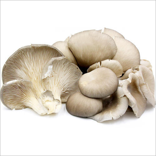 Organic Oyster Mushroom By M.L. MUSHROOM EXPORTS