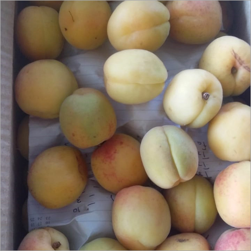 Organic Fresh Apricot