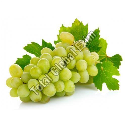 Fresh Green Grapes By TOTAL GLOBAL EXIM