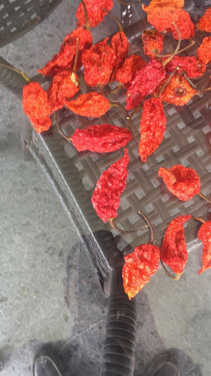 Bhut Jolokia (Ghost Pepper) (dried)