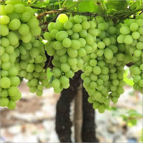 Green Fresh Grapes