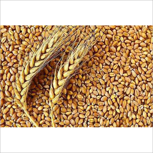 Common Wheat Grain