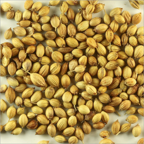 Coriander Seeds Coriander Seeds