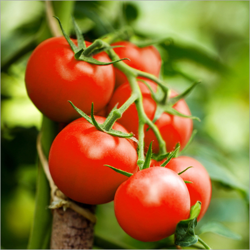Fresh Tomato - Organic, Natural Shape | Ideal for Household, Hotel, and Food Market Use, Cultivated in Hygienic Conditions