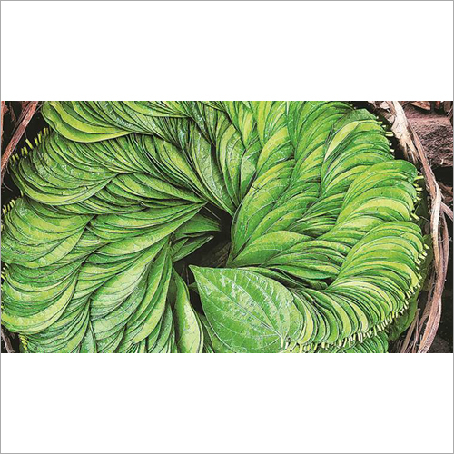 Betel Leaves