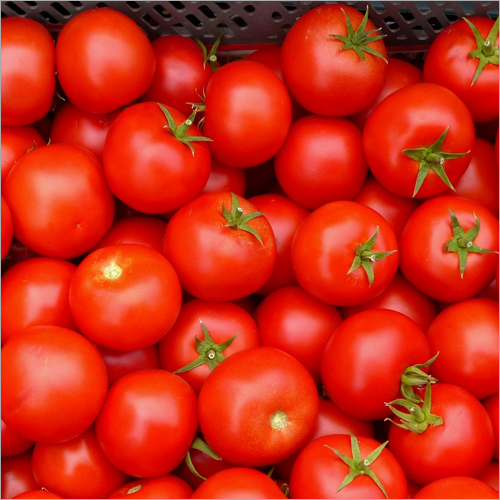 Fresh Tomatoes
