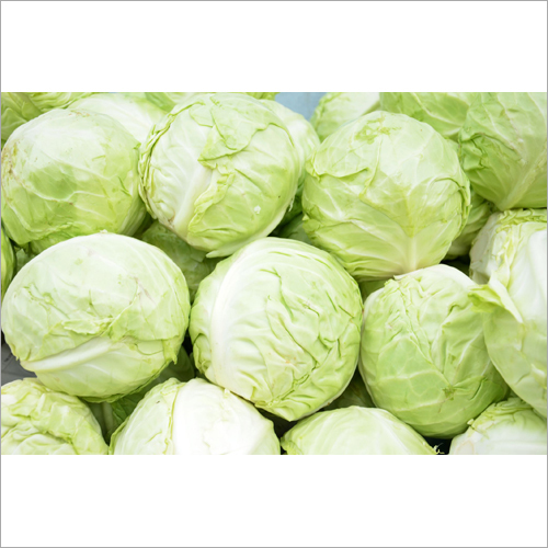 Fresh Cabbage Moisture (%): 98-100%