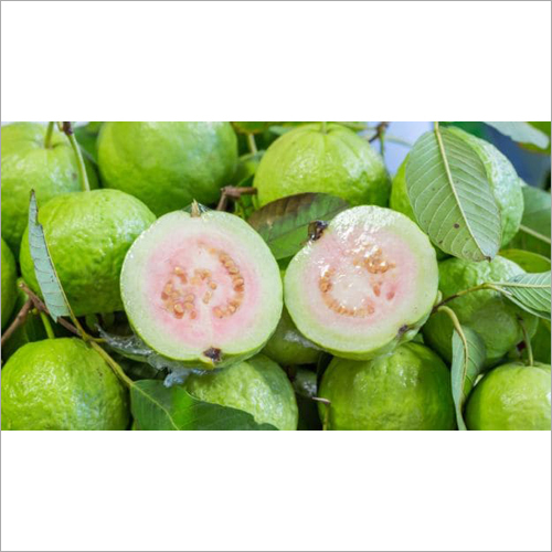 Fresh Guava - Organic Green Guava , Sweet Taste, Ideal for Beverages & Snacks, Diabetes-Friendly, Supports Heart Health