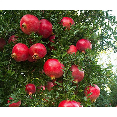 Fresh Pomegranate Origin: India