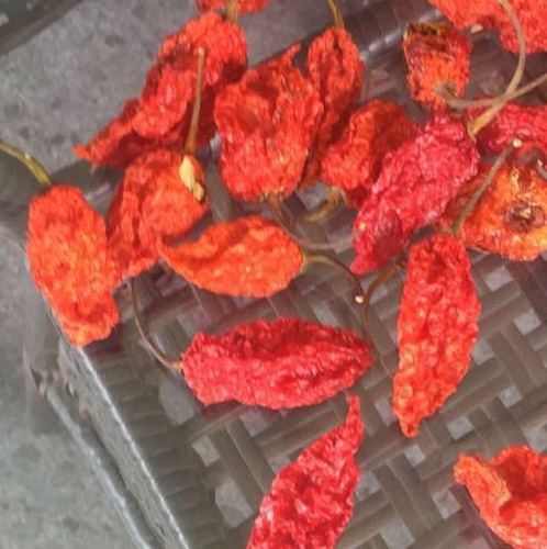 Ghost Pepper Oven Dried India