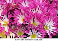 India Biggest Importer Of Fresh Flowers